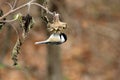 Bird, black-capped chickadee, feeding on sunflower Royalty Free Stock Photo