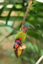 Bird --- Black-capped Lory