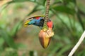 Bird --- Black-capped Lory Royalty Free Stock Photo