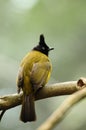 Bird --- black-crested yellow bulbul