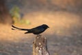 Bird black drongo Royalty Free Stock Photo