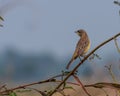 Bird Black-headed Bunting Emberiza melanocephala perched