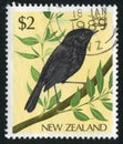 Bird black robin