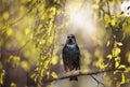 Migratory bird black starling sit on birch branches in may sunny park and sing a song