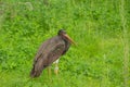 Bird Black Stork in forest Royalty Free Stock Photo