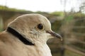 Bird with black stripe