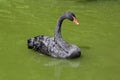 Bird black swan swims in the pond. Lake with green water. Royalty Free Stock Photo