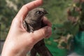 Bird of the black swift on the hand