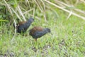 Bird (Black-tailed Crake) finding some food on ground Royalty Free Stock Photo