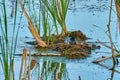 Bird black tern Chlidonias niger sits on the nest and looks around. The nest is located on the marsh hummock.