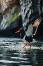 Eurasian Oystercatcher with Open Wings Wading Through Shallow Water at Coastal Region Royalty Free Stock Photo