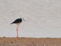 Bird Black winged Stilt in lagoon animal nature Royalty Free Stock Photo