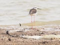 Bird Black winged Stilt in lagoon blur nature background Royalty Free Stock Photo