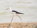 Bird Black winged Stilt in lagoon blur nature background Royalty Free Stock Photo