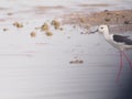 Bird Black winged Stilt in lagoon blur nature background space for write Royalty Free Stock Photo