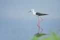 bird (Black-winged Stilt) walking in the pond Royalty Free Stock Photo