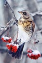 bird is a Blackbird sitting on a branch of juicy red ash covered with snow in Park at winter Royalty Free Stock Photo