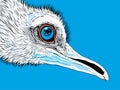 A Bird With Blue Eye And Beak - Ostrich head close up