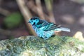 Bird with blue feathers sitting on stone Royalty Free Stock Photo