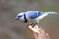 Bird - Blue Jay Royalty Free Stock Photo