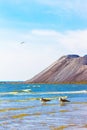 Bird, blue sky, beach and mountains, nature background Royalty Free Stock Photo