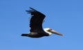 Bird in the blue sky Royalty Free Stock Photo