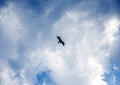 Bird in the blue sky with clouds