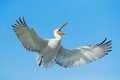 Bird on the blue sky. Bird with open bill, funny image. Dalmatian pelican, Pelecanus crispus, in Lake Kerkini, Greece. Pelican wit Royalty Free Stock Photo