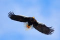 Bird on the blue sky. Steller`s sea eagle, Haliaeetus pelagicus, flying bird of prey, with blue sky in background, Hokkaido, Japan Royalty Free Stock Photo