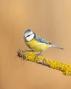 Bird - Blue Tit Cyanistes caeruleus perched on tree Royalty Free Stock Photo