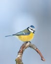 Bird - Blue Tit Cyanistes caeruleus perched on tree winter time small bird on blue background Royalty Free Stock Photo