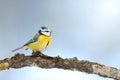 Bird - Blue Tit Cyanistes caeruleus perched on tree winter time small bird on blue background Royalty Free Stock Photo