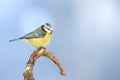 Bird - Blue Tit Cyanistes caeruleus perched on tree winter time small bird on blue background Royalty Free Stock Photo