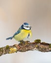 Bird - Blue Tit Cyanistes caeruleus perched on tree winter time small bird on blue background Royalty Free Stock Photo