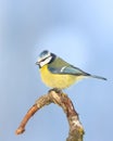 Bird - Blue Tit Cyanistes caeruleus perched on tree winter time small bird on blue background Royalty Free Stock Photo