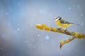 Bird - Blue Tit  Cyanistes caeruleus  perched on tree winter time small bird on blue background Royalty Free Stock Photo