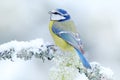 Bird Blue Tit in forest, snowflakes and nice lichen branch. Wildlife scene from nature. Detail portrait of beautiful bird, France, Royalty Free Stock Photo