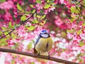 Sweetie bird blue tit sitting on the branches of an Apple tree in pink colors in the may spring fragrant garden Royalty Free Stock Photo