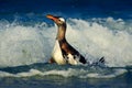 Bird in the blue waves. Gentoo penguin, water bird jumps out of the blue water while swimming through the ocean in Falkland Island Royalty Free Stock Photo