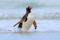 Bird in the blue waves. Gentoo penguin, water bird jumps out of the blue water while swimming through the ocean in Falkland Island Royalty Free Stock Photo