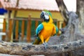 Bird Blue and yellow Macaw on a branch of tree Royalty Free Stock Photo