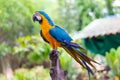 Bird Blue and yellow Macaw on a branch of tree Royalty Free Stock Photo