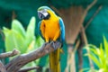 Bird Blue and yellow Macaw on a branch of tree Royalty Free Stock Photo