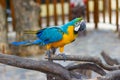 Bird Blue and yellow Macaw on a branch of tree Royalty Free Stock Photo