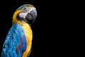 Bird Blue-and-yellow macaw isolate black background Royalty Free Stock Photo