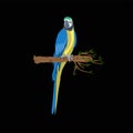 Bird blue-and-yellow macaw standing on branch Royalty Free Stock Photo