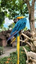 Beautiful bird Blue-and-Yellow Macaw standing on branches Royalty Free Stock Photo
