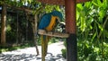 Beautiful bird Blue-and-Yellow Macaw standing on branches Royalty Free Stock Photo