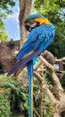 Beautiful bird Blue-and-Yellow Macaw standing on branches Royalty Free Stock Photo