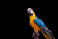 Bird Blue-and-yellow macaw standing on branches Royalty Free Stock Photo